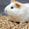 Ein Meerschwein auf HUGRO Dinkelstreu